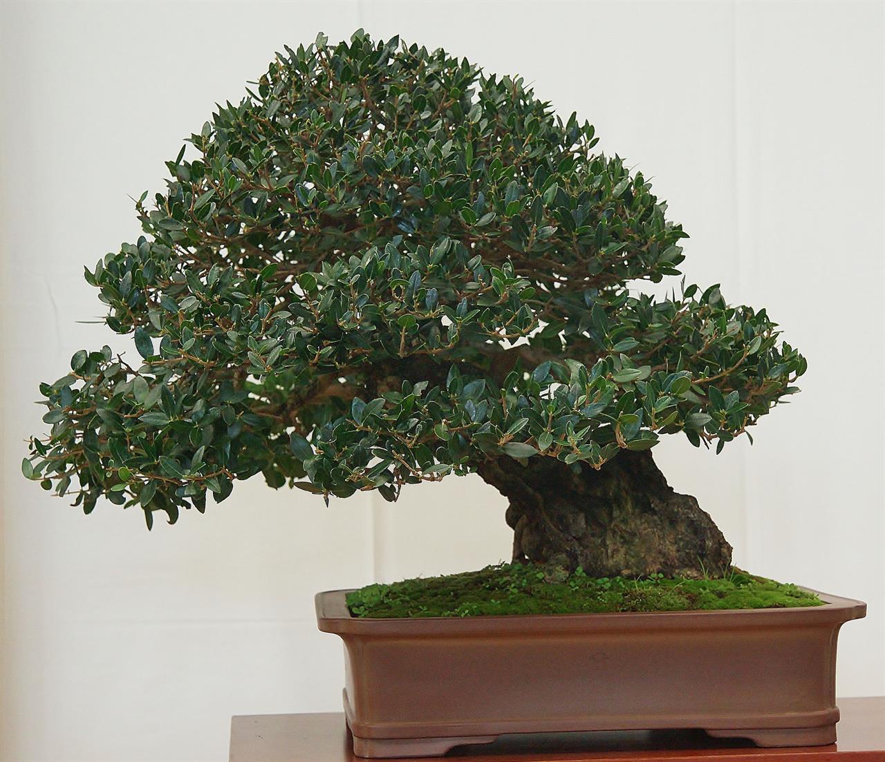 Bonsai Club 95